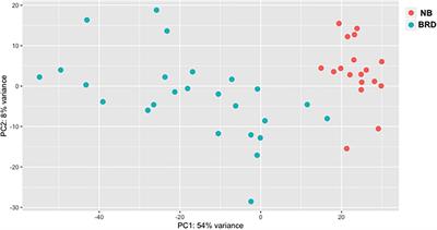 Whole-Blood Transcriptome Analysis of Feedlot Cattle With and Without Bovine Respiratory Disease